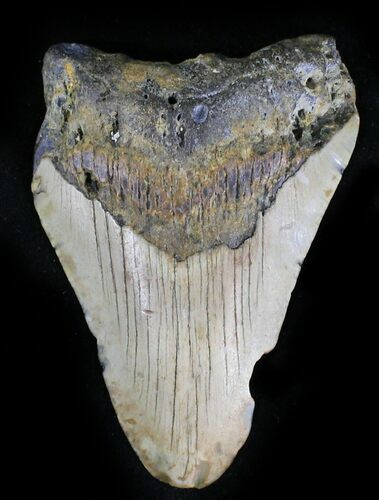 Bargain Megalodon Tooth - North Carolina #28494